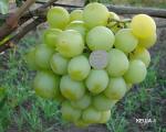Описание и характеристики видов винограда сорта Кеша (Талисман), его посадка и уход Как и когда посадить виноград кеша