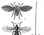 Отряд Двукрылые или Мухи и комары (Diptera)