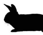 Год Кролика (Кота, Зайца) по китайскому гороскопу: какие они – люди с двойным знаком