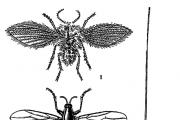 Отряд Двукрылые или Мухи и комары (Diptera)