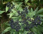 Бузина черная: «Целебный самбук» — посадка, выращивание и уход, размножение